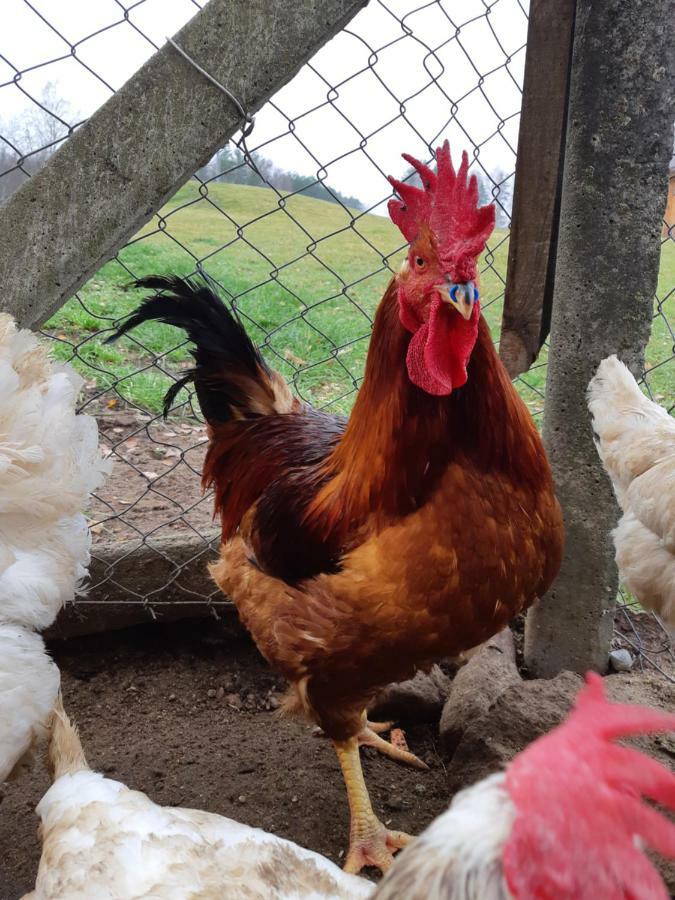Duokiskis Sodyba Vieversyne المظهر الخارجي الصورة